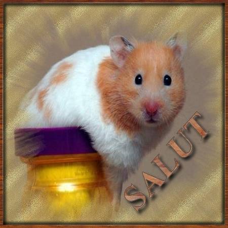 Photo de profil de hamster-du-76